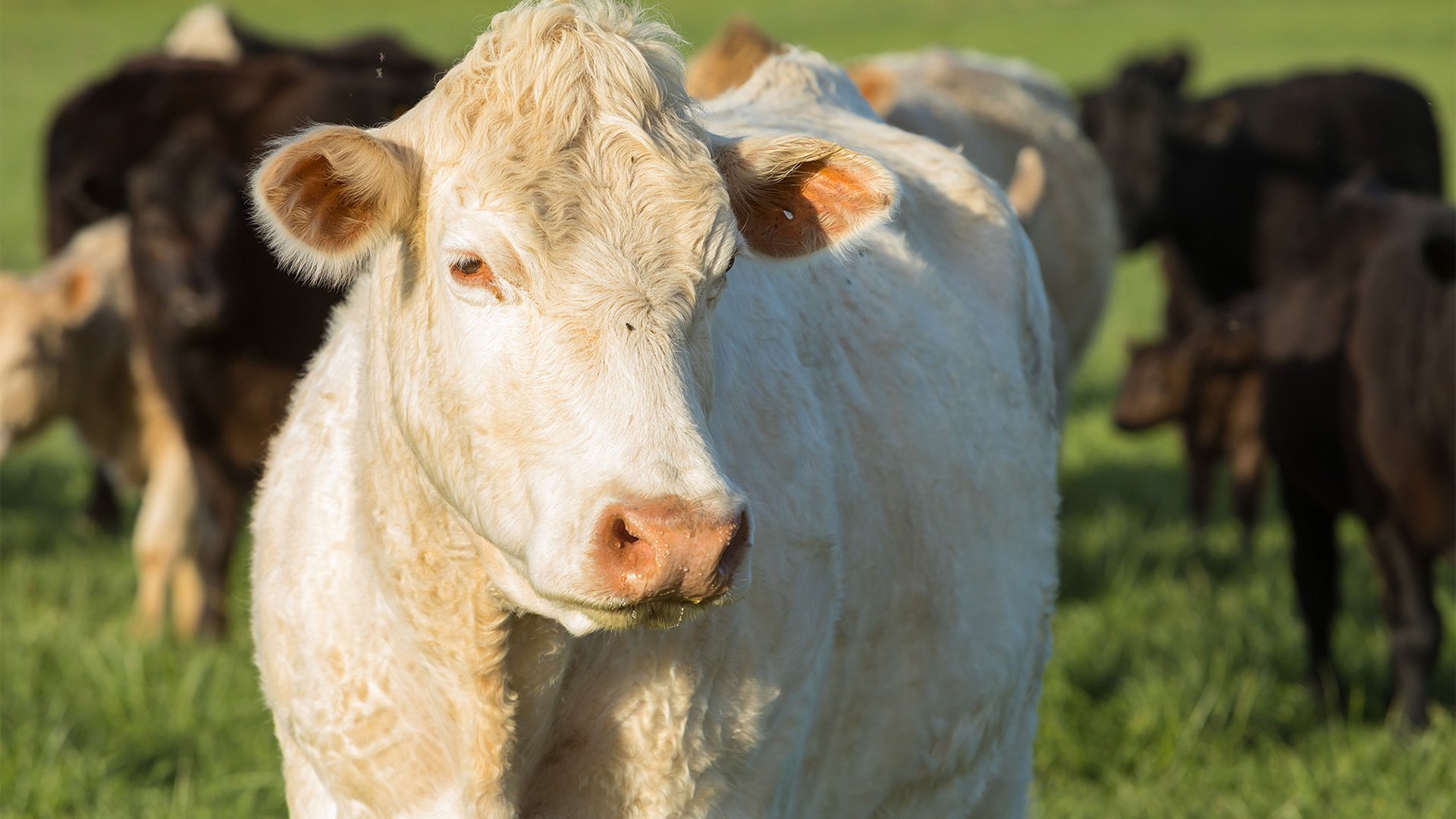 Koenig-Cow