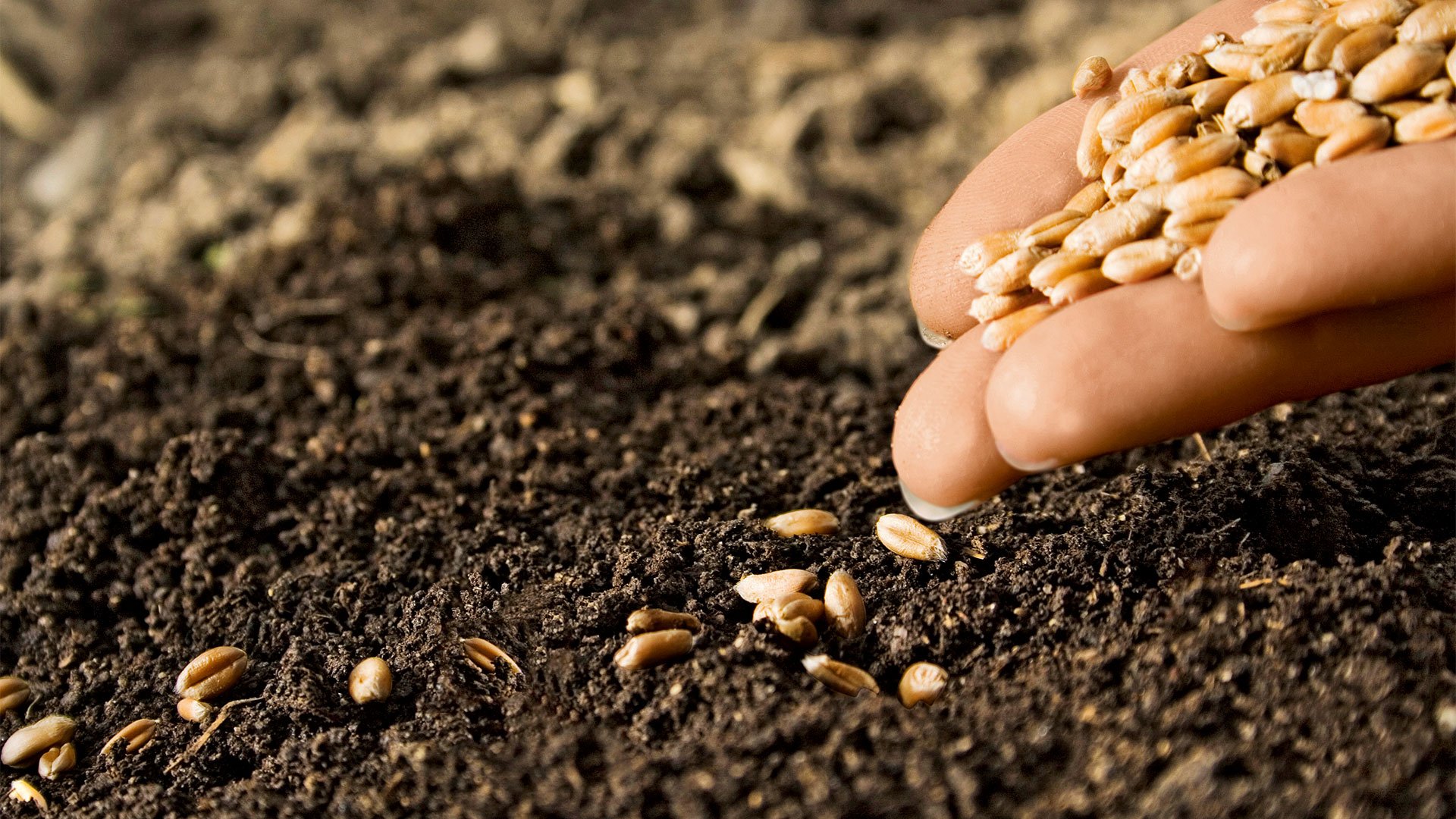 Wheat-Close-Up-Planting