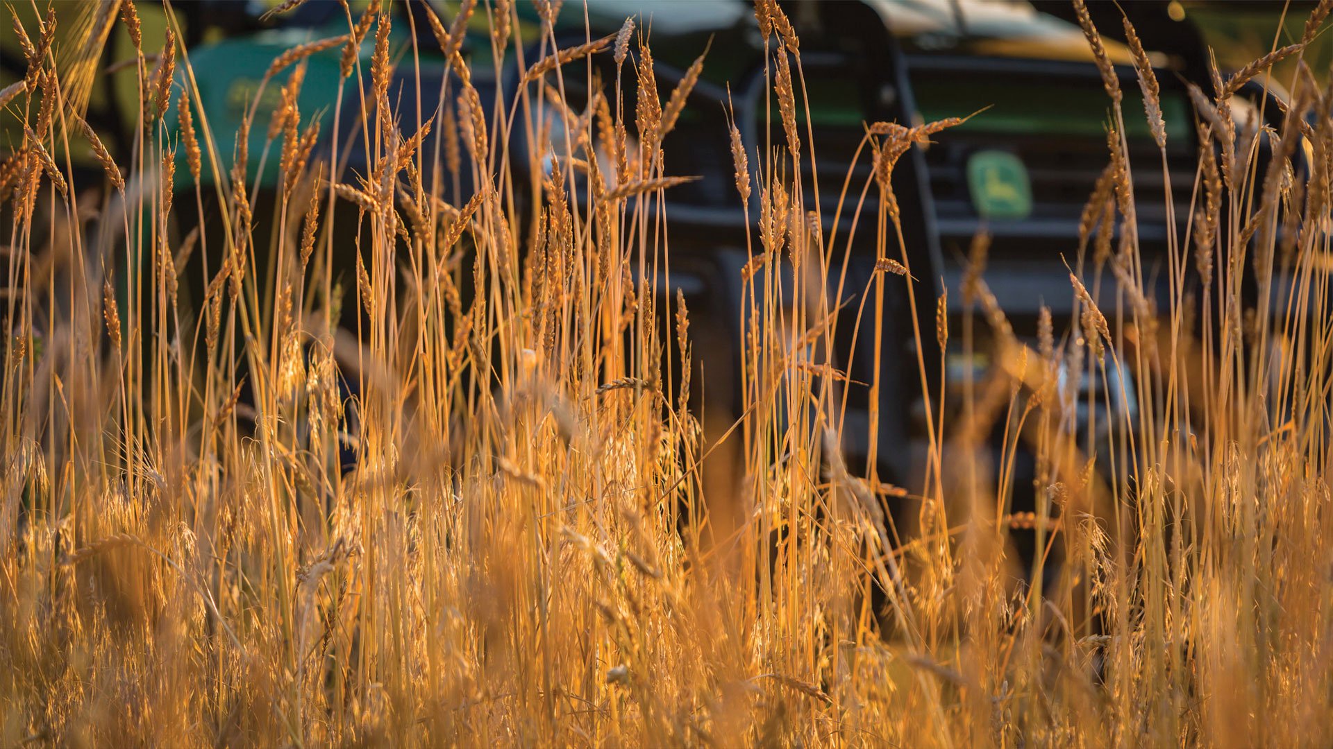 Wheat