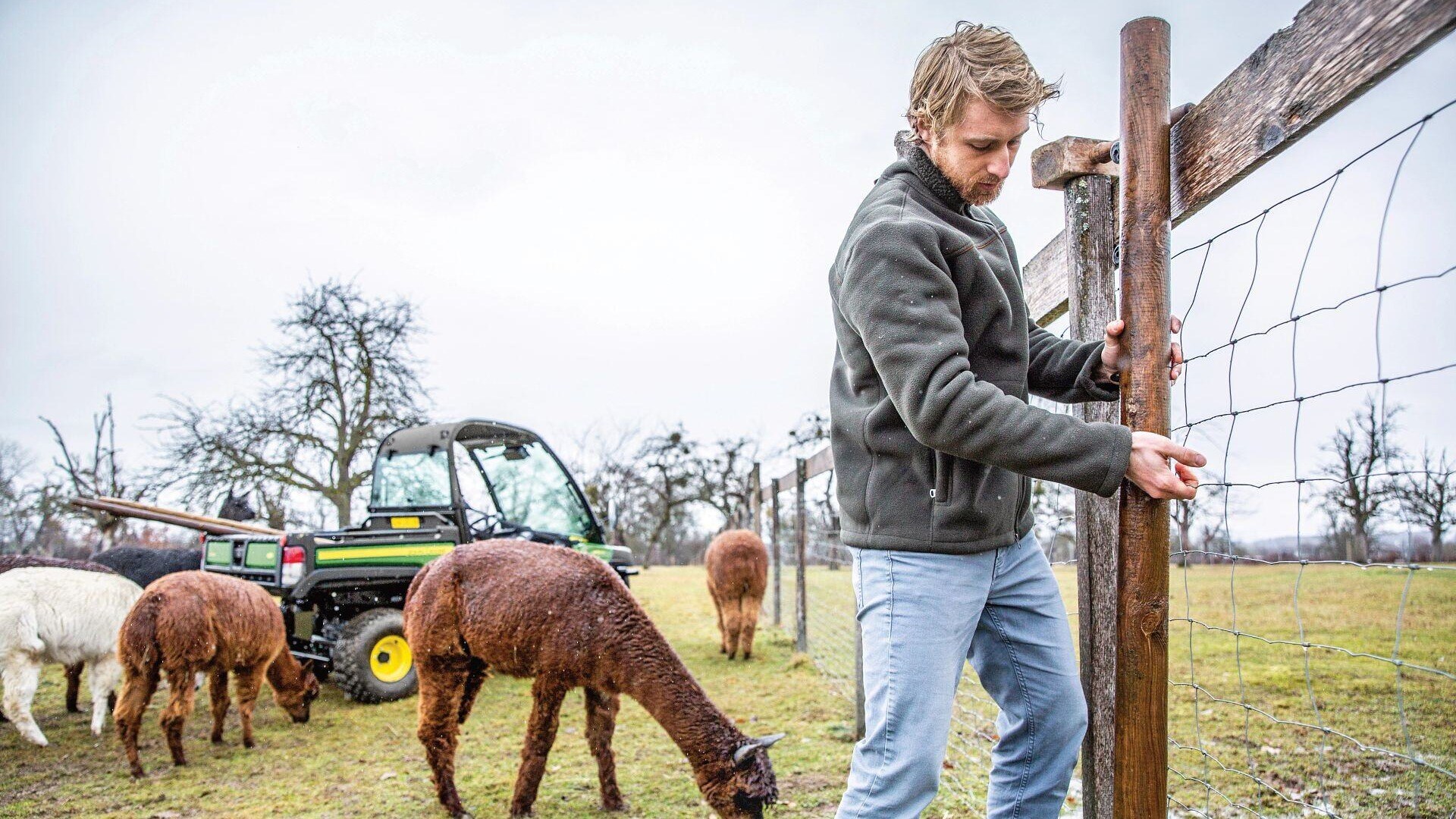 Man repairing fence with llamas around him